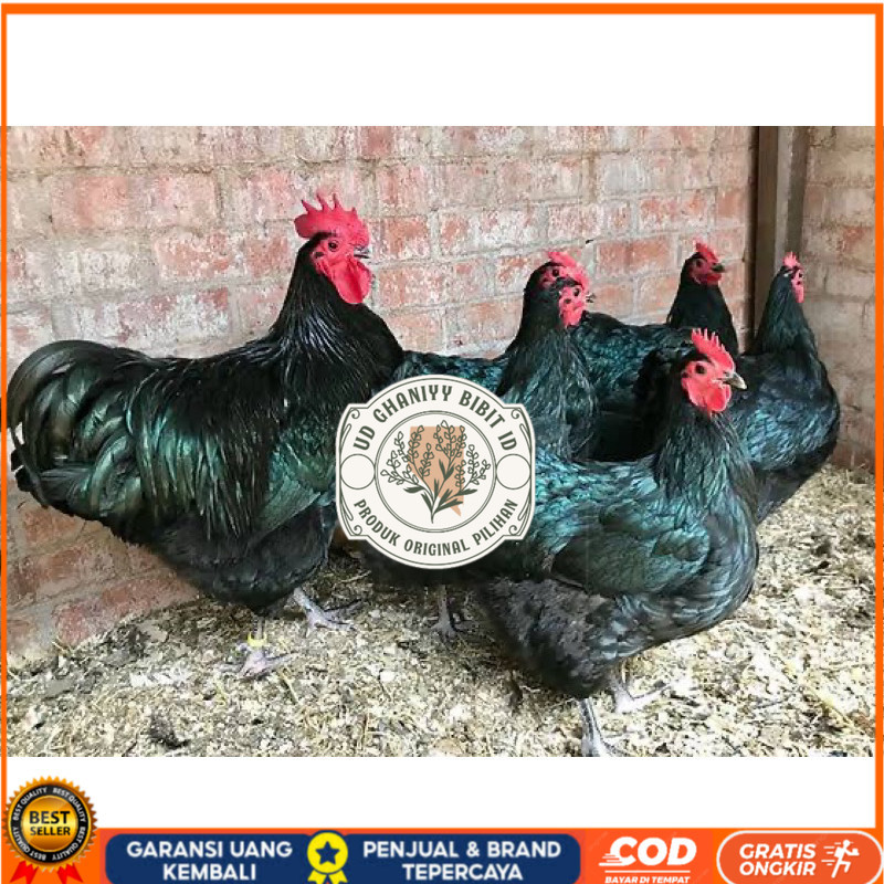 

TELUR FERTIL AYAM BLACK AUSTRALORP INDUKAN JUMBO UNTUK DI TETASKAN UD GHANIYY BIBIT ID