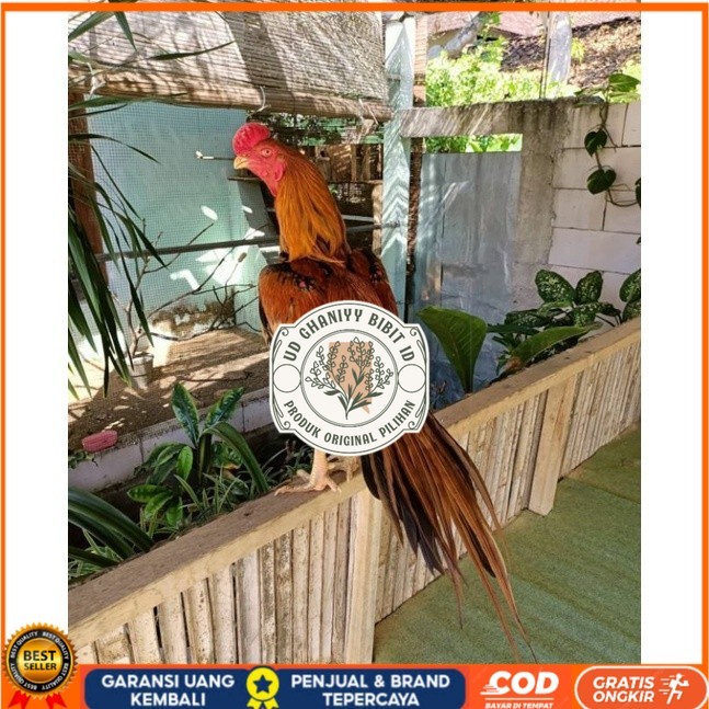 

TELUR AYAM BANGKOK EKOR LIDI UNTUK DI TETASKAN UD GHANIYY BIBIT ID