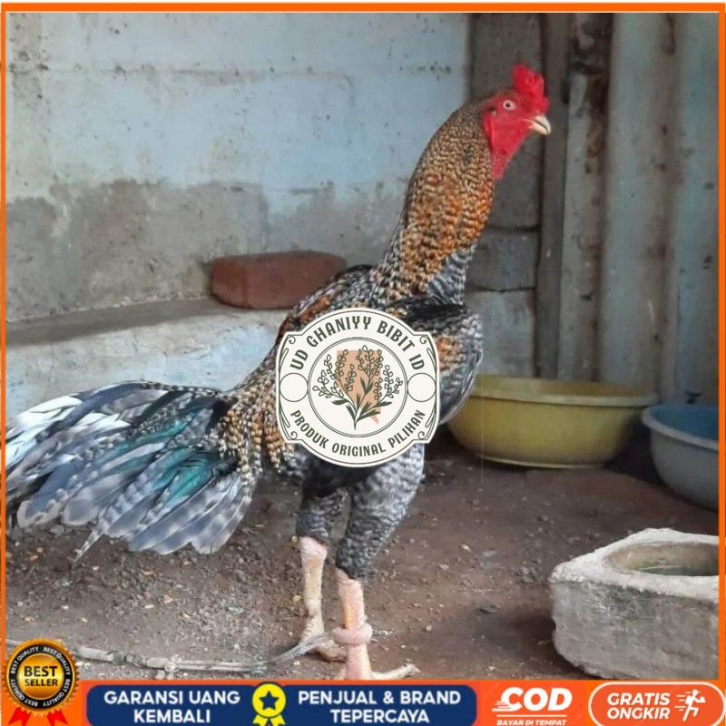 

TELUR AYAM HIAS PEDAGING URABA 2 UNTUK DI TETASKAN UD GHANIYY BIBIT ID