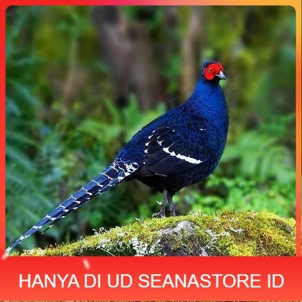 

Telur ayam hias ringneck mikado pheasant fertil untuk ditetaskan Langsung UD SEANASTORE ID