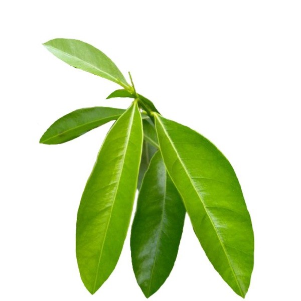 

Termurah Daun mahkota dewa segar 1kg organik siap ambil ke kebun