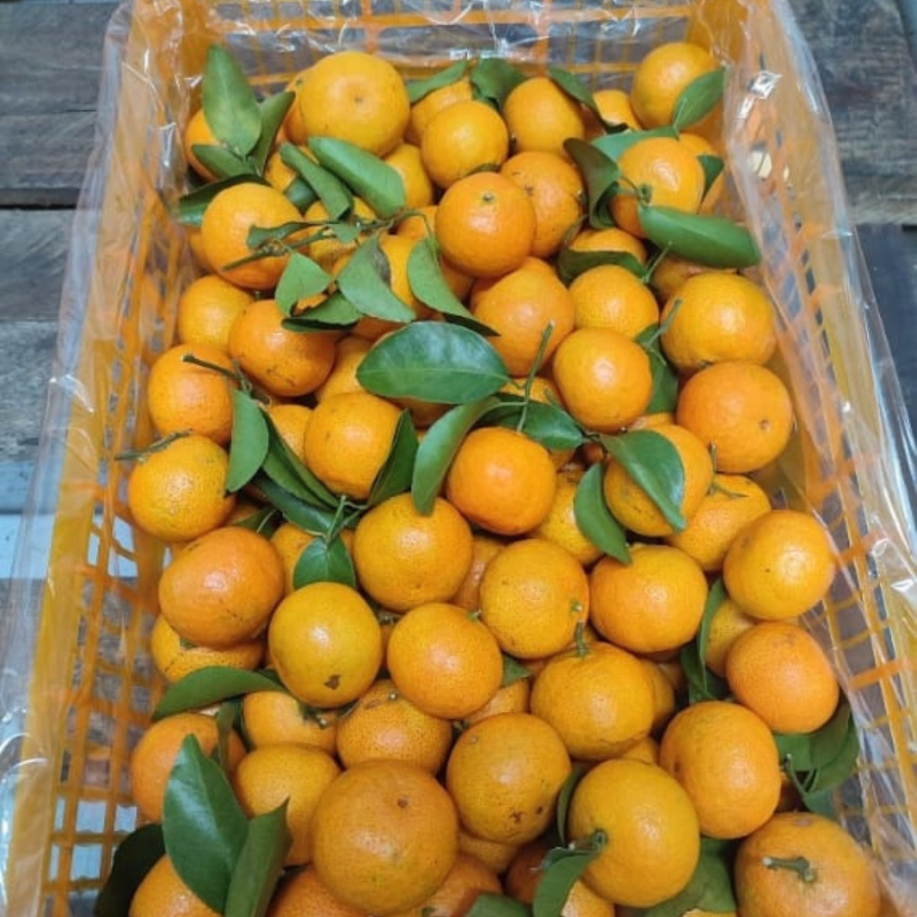 

Jeruk Shantang Madu Birma Curah 1 kg