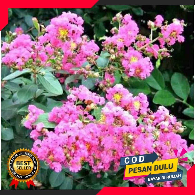 Bibit Tanaman Bunga Sakura Asli Jepang