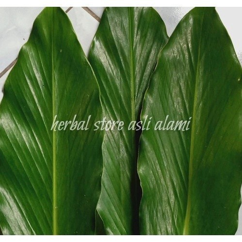 

Herbal daun kapulaga/daun kapol segar ready stok