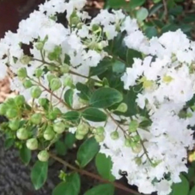 (bisa cod) promo pohon sakura mikro bahan bonsai - tanaman bonsai