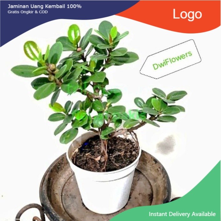 ## ( BISA COD ) PROMO Tanaman Hias Beringin Korea Bahan Bonsai / Tanaman Hidup Bringin Korea Bonsai 