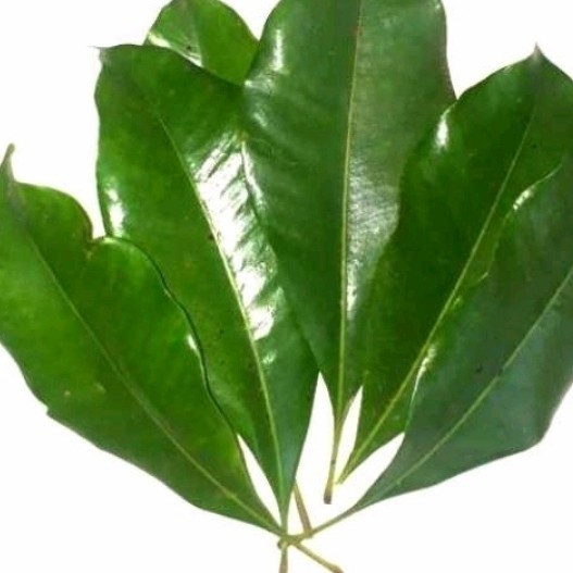 

daun cenkeh segar per 1kg bersih