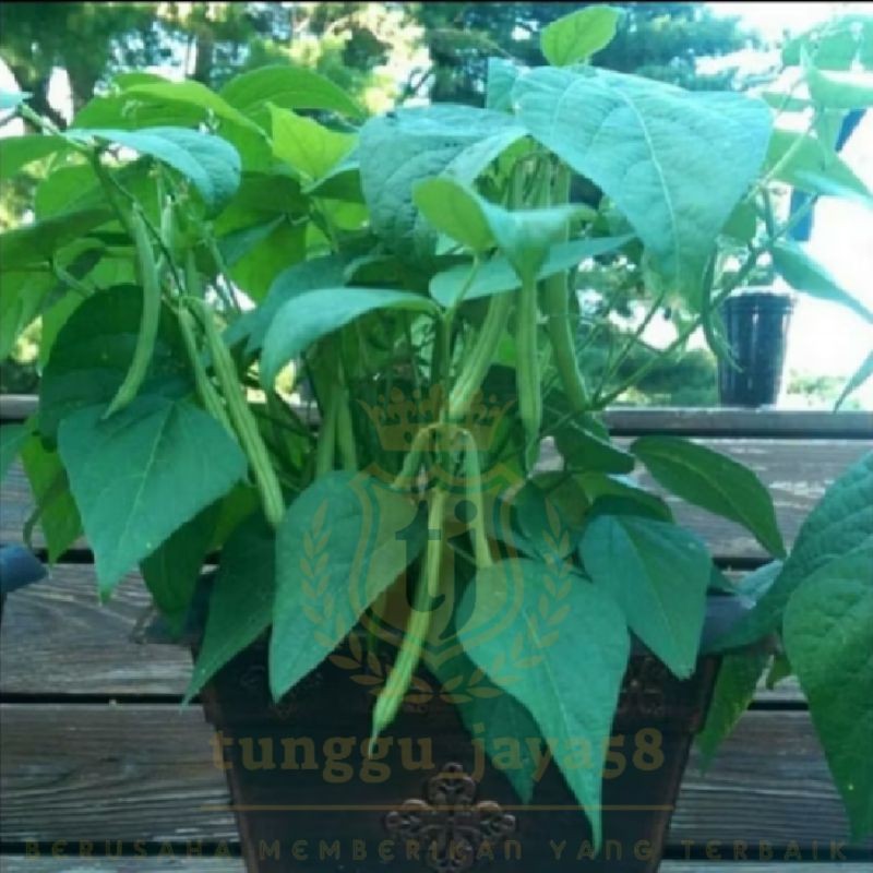 

25 BUTIR BENIH BUNCIS KENYA BIJI PUTIH SUPER