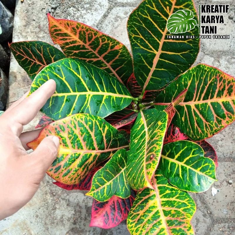 Tanaman hias puring oscar - Puring oscar