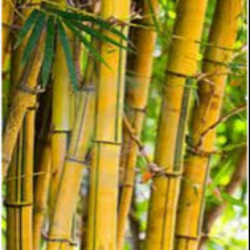 Bibit Tanaman Bambu Ampel Kuning  100 cm Jumbo Bambu Kuning besar YL