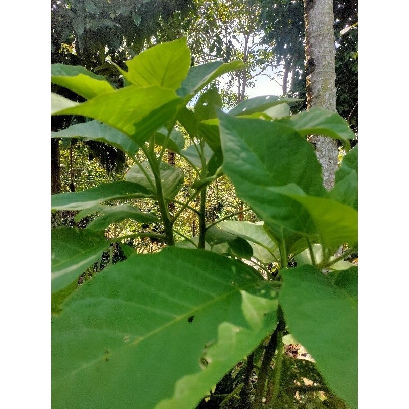 

Daun kecubung segar 500 gram Batak