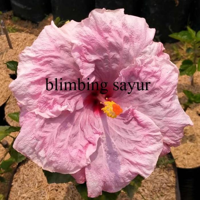 Tanaman Bunga Sepatu / Bunga Hibiscus Tumpuk Bangkok - Pink Tissue