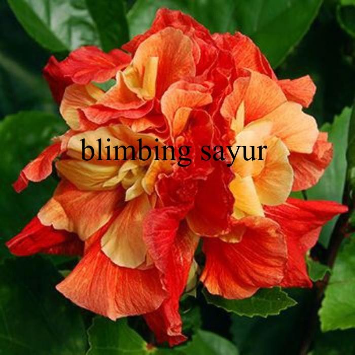 Tanaman Hias Bunga Sepatu Hibiscus Orange Kering Tumpuk/Pohon Kembang