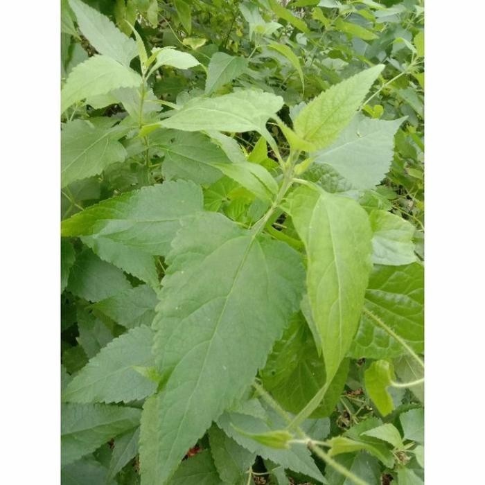 

bibit tanaman herbal kirinyuh