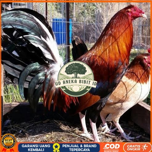 

Telur ayam hias pilipin fertil untuk ditetaskan Langsung UD ANEKA BIBIT ID