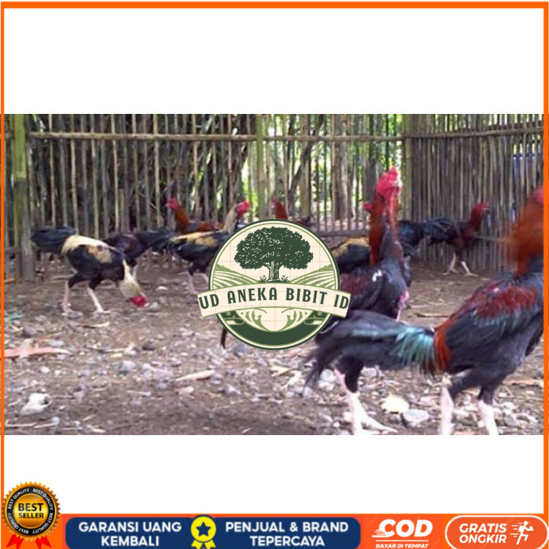 

TELUR FERTIL AYAM BK X AKA UNTUK DI TETASKAN UD ANEKA BIBIT ID