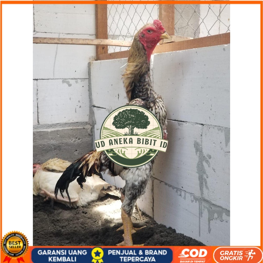 

Telur ayam bangkok shamo jepang / ayam petarung aduan untuk ditetaskan UD ANEKA BIBIT ID