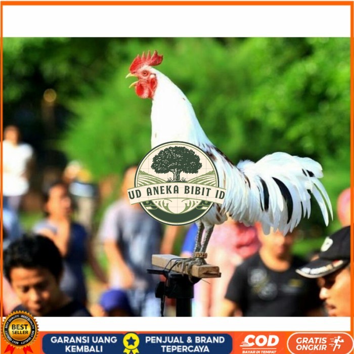 

Telur ayam ketawa dangdut slow gretek fertil asli siap ditetaskan UD ANEKA BIBIT ID