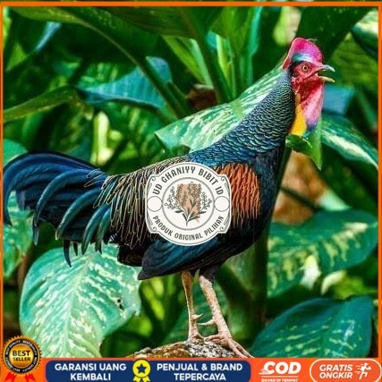 

Telur ayam hutan x jawa bekisar siap ditetaskan UD GHANIYY BIBIT ID