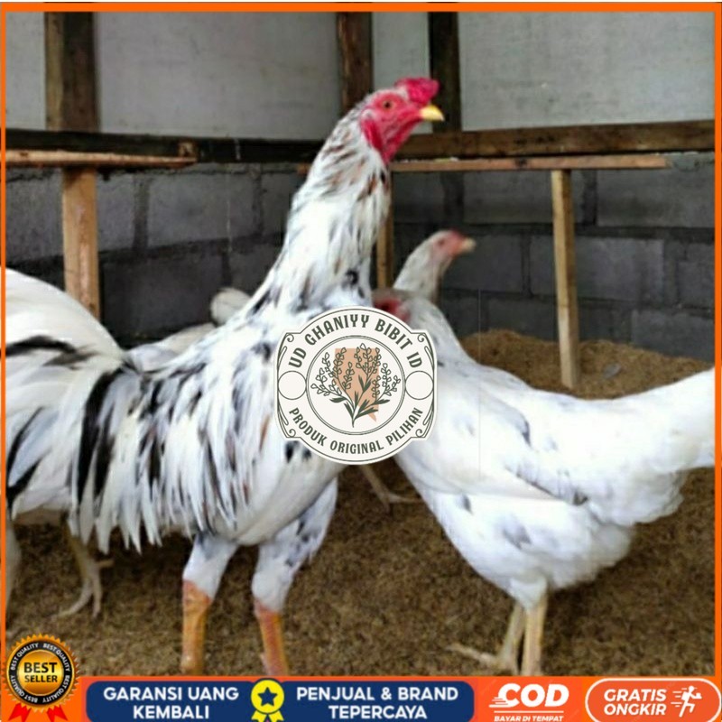 

TELUR AYAM SENSI PS BALITBANG UNTUK DI TETASKAN UD GHANIYY BIBIT ID