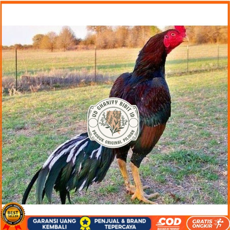 

TELUR AYAM SHAMO JEPANG PURE LINE TANAKA / AYAM ADUAN JEPANG SUPER BESAR UD GHANIYY BIBIT ID