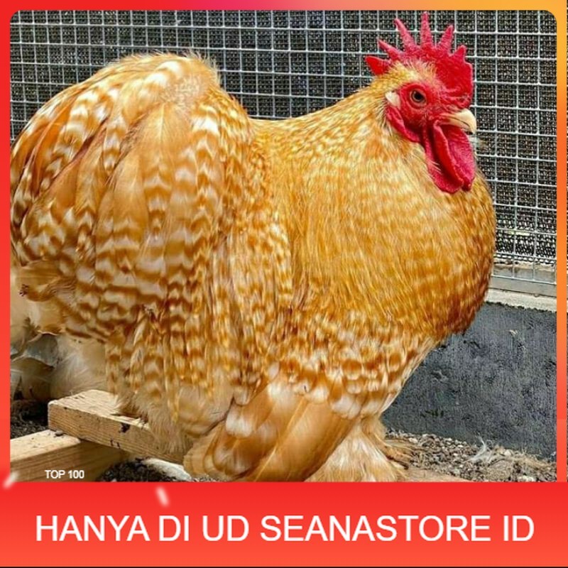 

TELUR AYAM BANTAM CHOCIN UNTUK DI TETASKAN UD SEANASTORE ID