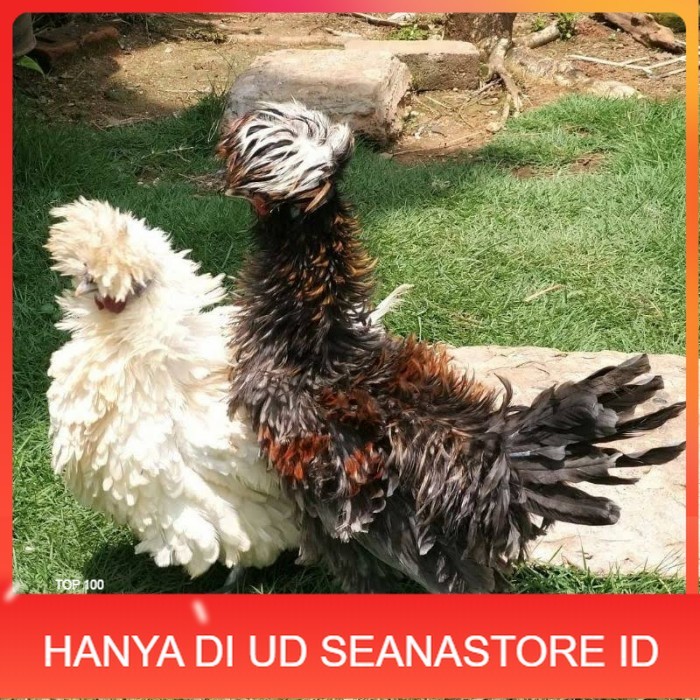 

Telur ayam poland / telur ayam hias / telur fertil siap tetas UD SEANASTORE ID