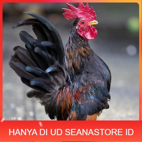 

Telur ayam serama kate lokal telur ayam hias telur fertil siap cod UD SEANASTORE ID