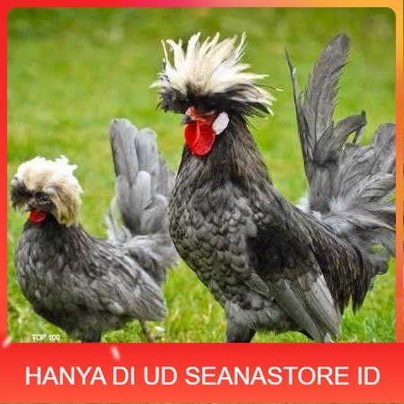 

Telur ayam poland / telur ayam hias / telur fertil siap cod UD SEANASTORE ID