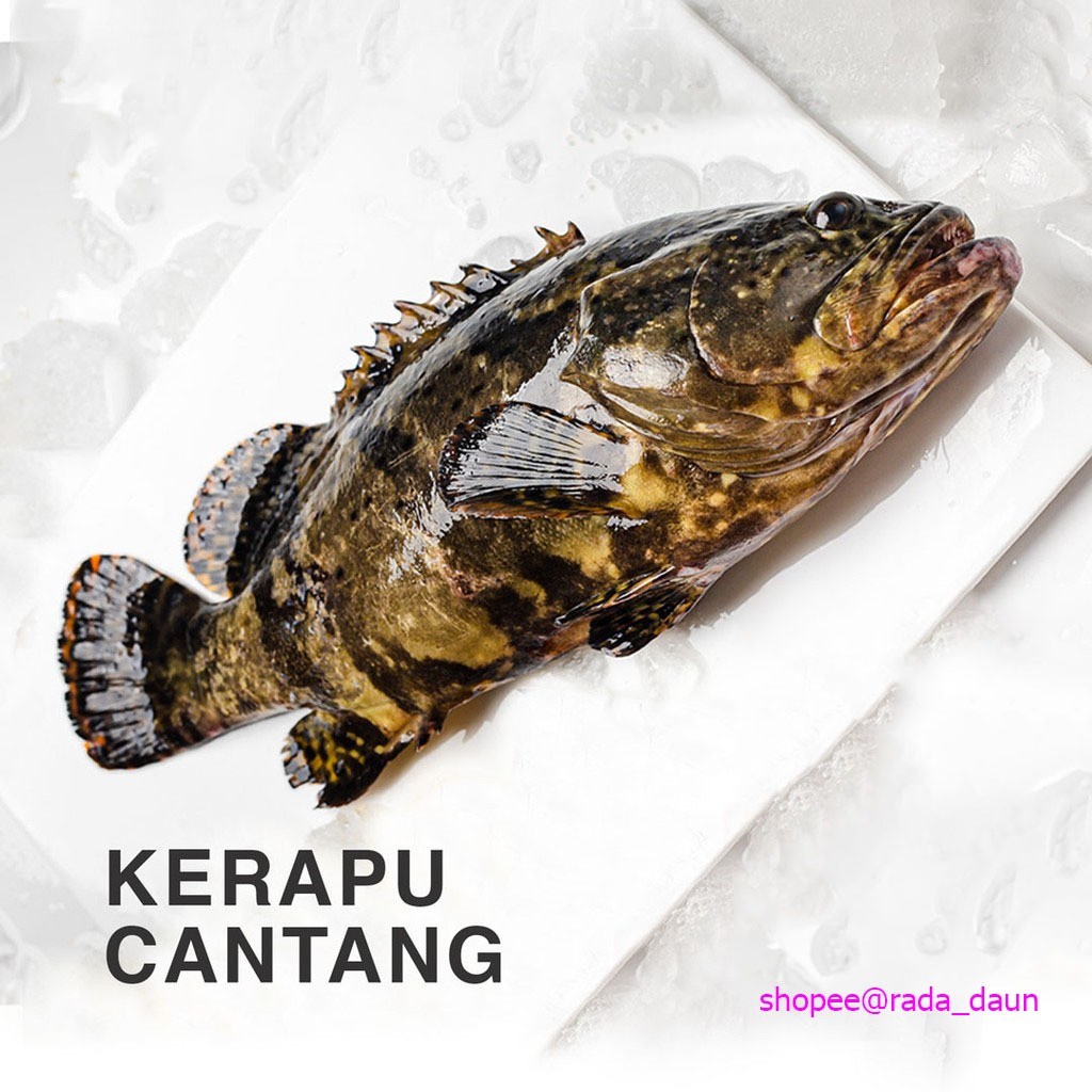 

Ikan Kerapu Cantang 1 ekor 500gr