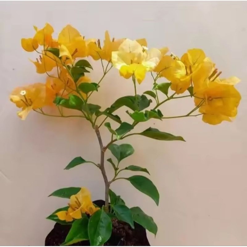 BUGENVIL Tanaman hias bougenville monalisa kuning - bougenville bunga kuning