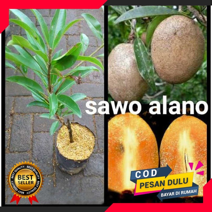 Bibit Tanaman Sawo Alano Jumbo