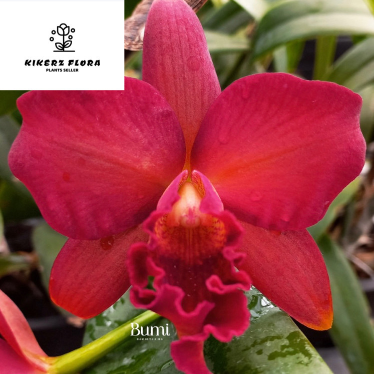 Anggrek Mini Doris CATTLEYA TAIWAN remaja / dewasa (sudah berbunga berkali-kali) - BUMI ORCHIDS | ta