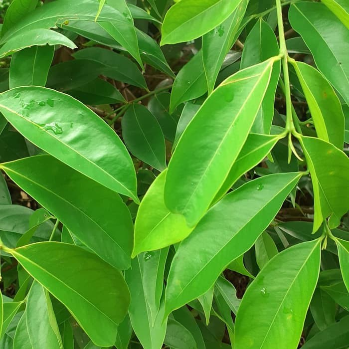 

daun mahkota dewa segar per helai/mahkota dewa