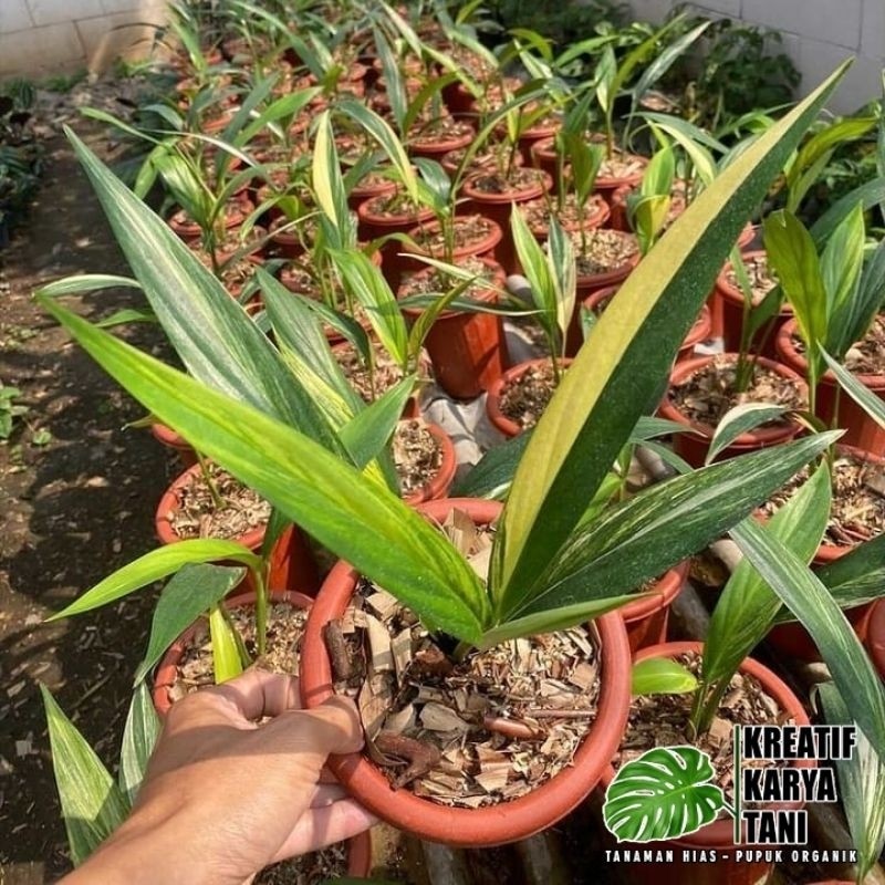 Epipremnum amplisimum varigata - Amplisimum variegata