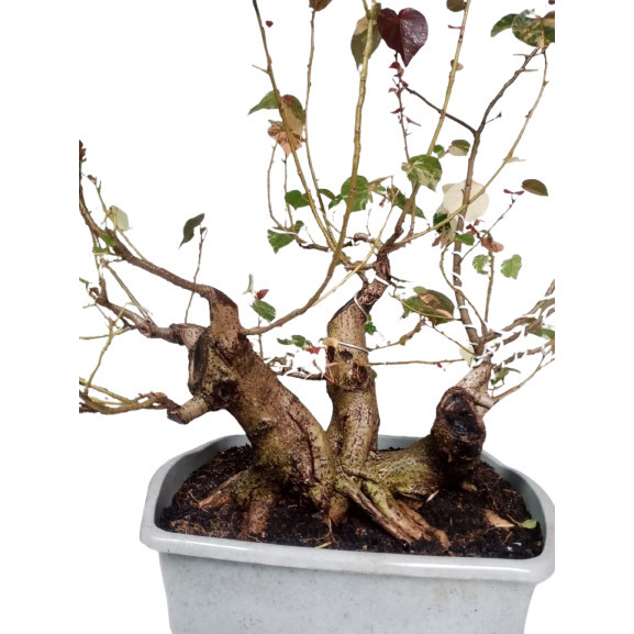 tanaman bonsai waru varigata berbatang tiga  gaya triple trunk karakter tua