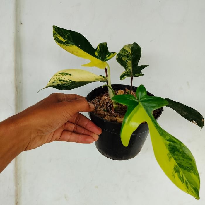 flobe varigata -florida beauty varigata