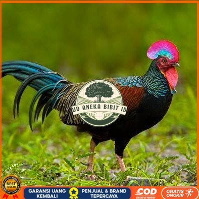 

Telur ayam hutan x jawa bekisar fertil asli siap ditetaskan - ayam hutan UD ANEKA BIBIT ID