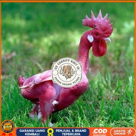 

Telur ayam tanpa bulu / ayam gundul siap ditetaskan - ayam tanpa bulu UD GHANIYY BIBIT ID