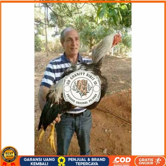 

Telur ayam gorila / gorilla jumbo fertil siap ditetaskan UD GHANIYY BIBIT ID