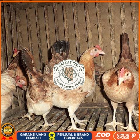 

Telur ayam elba petelur handal siap ditetaskan - telur-ayam-elba UD GHANIYY BIBIT ID