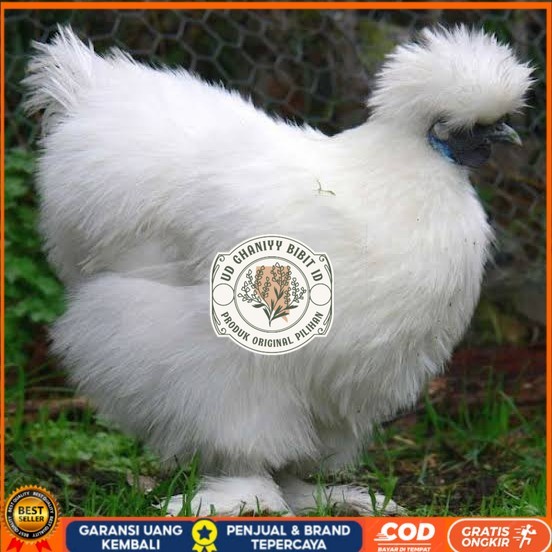 

Telur ayam kapas hias siap ditetaskan UD GHANIYY BIBIT ID