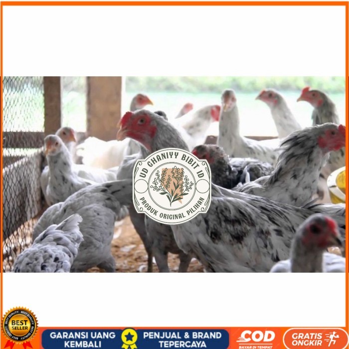 

Telur ayam fertil asli sensi petelur handal siap ditetaskan - ayam sensi UD GHANIYY BIBIT ID