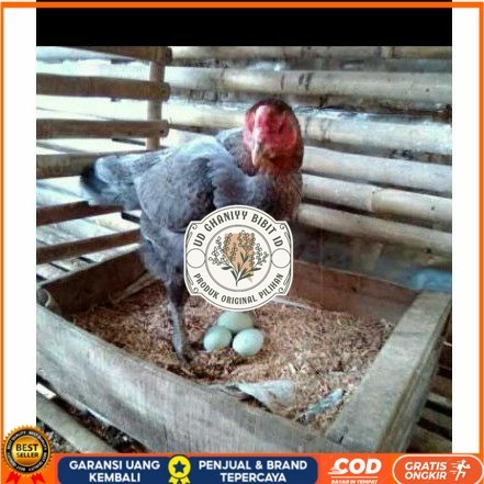 

TELUR AYAM BIRMA UNTUK DI TETASKAN UD GHANIYY BIBIT ID