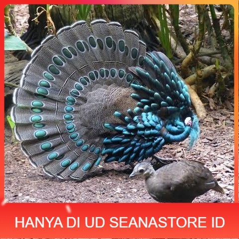 

Telur ayam hias ringneck palawan pheasant fertil siap ditetaskan Langsung UD SEANASTORE ID