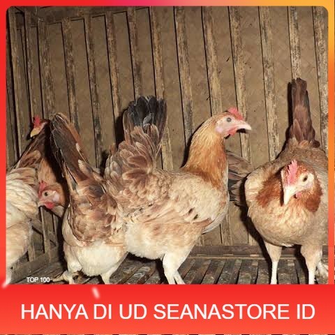 

Telur ayam elba petelur handal siap ditetaskan - telur-ayam-elba UD SEANASTORE ID
