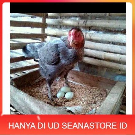 

TELUR AYAM BIRMA UNTUK DI TETASKAN UD SEANASTORE ID