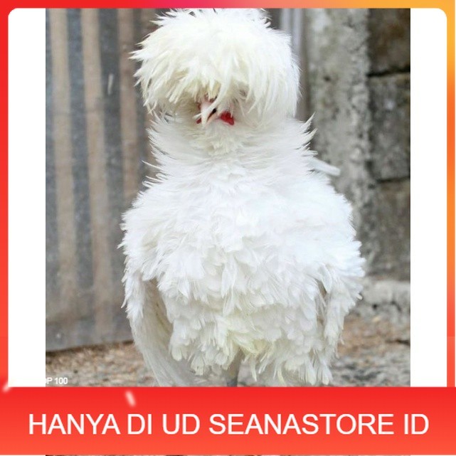 

TELUR TETAS AYAM HIAS POLAND LUCU IMUT MURAH GROSIR UNTUK DI TETASKAN UD SEANASTORE ID