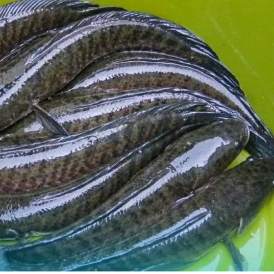 

Ikan Gabus / Ikan Kutuk / Harga per 1Kg