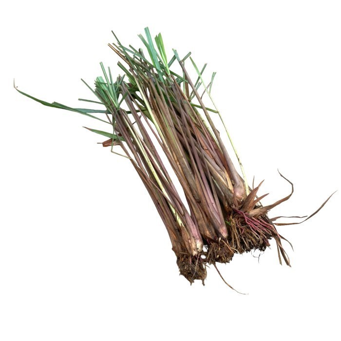 

Extra Herbal Bibit Pohon Sereh Merah Serai Wangi 3-5 Batang Ada Akar